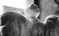  Angel-  Foto digitale di  Luca Donati  esposta alla mostra 'Mater-ial and Spirit' presso La Corte di  Felsina(aprile 2019) 