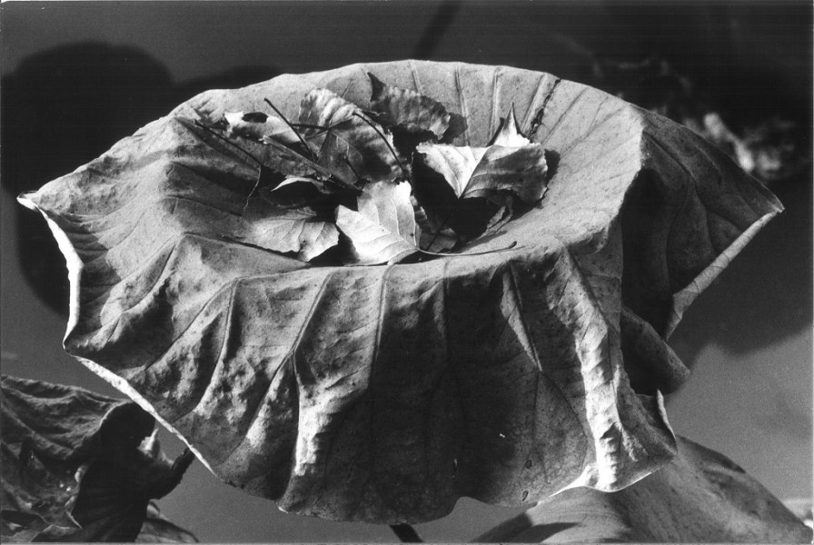 Mario De Biasi - Naturalis Historia image 1