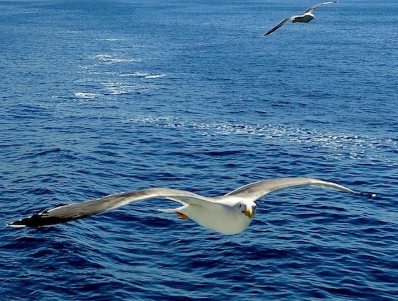 Canale di Procida 2 _ Gabbiani _ 2024
