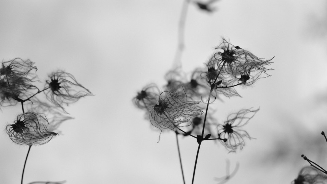 Gone with the wind, 593mm x 1020mm photography by Lascandri Rahim