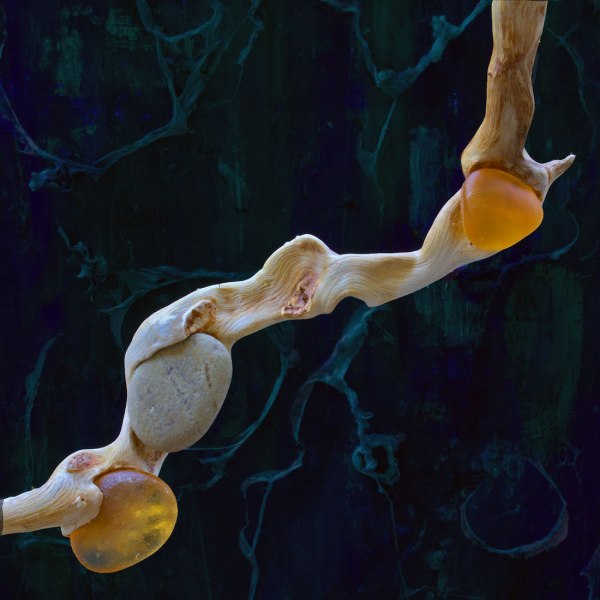 midolla, 90x50, tecnica mista, 2019