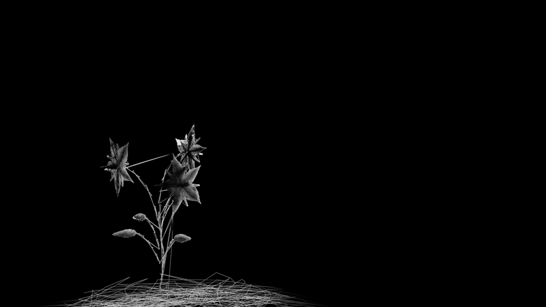 NATURAQUIES DI FILIPPO PERRUZZA