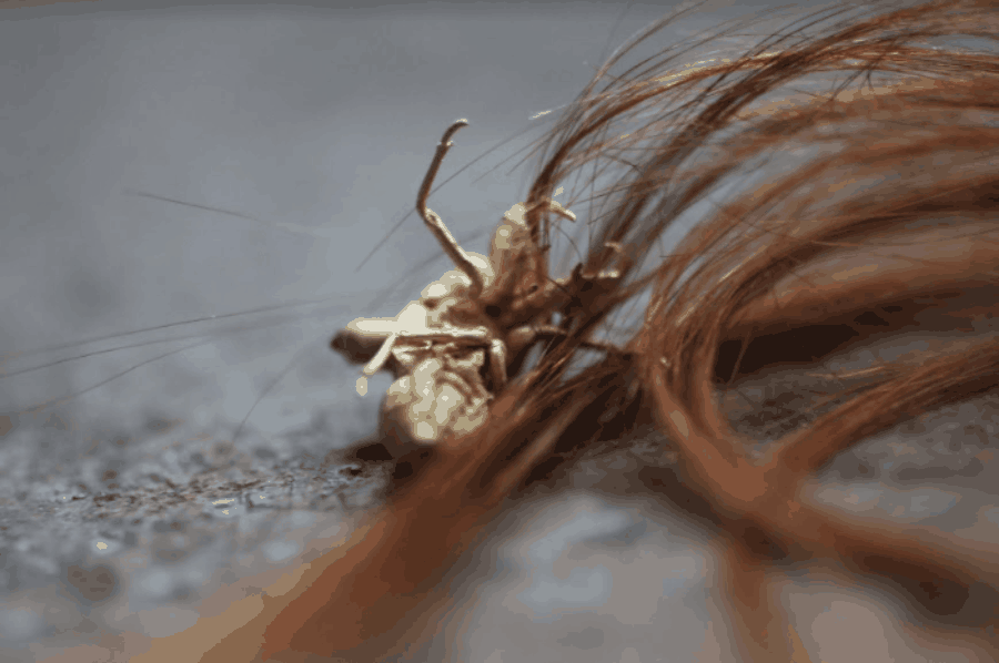 Matilde Sambo_Falsità in nuova coscienza Matilde Sambo_Falsità in nuova coscienza