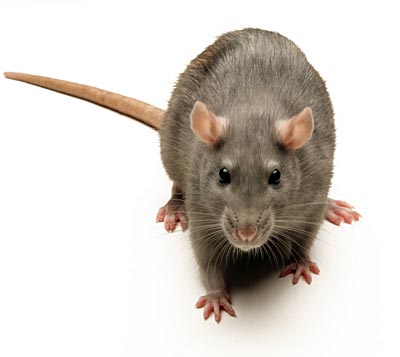 This is Rat
